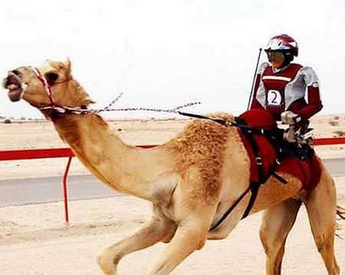 buggery-capable robotic camel jockey